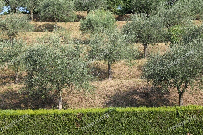 Olive Hills Hedge Summer Merate