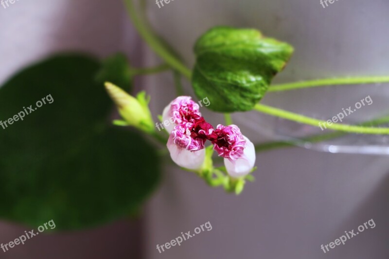 Creeper Plant Nature Garden Free Photos