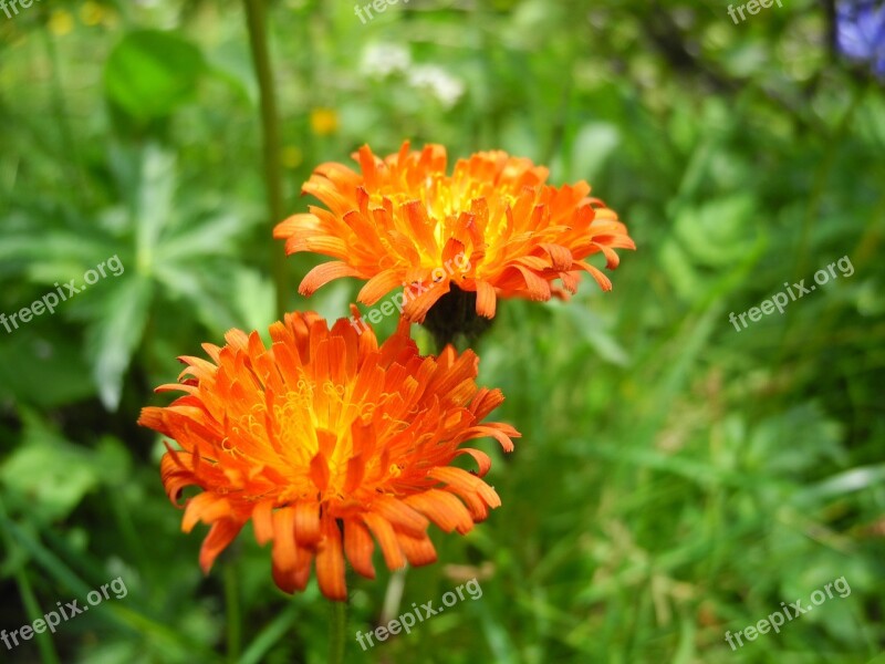 Hawkweed Flower Orange Plant Macro