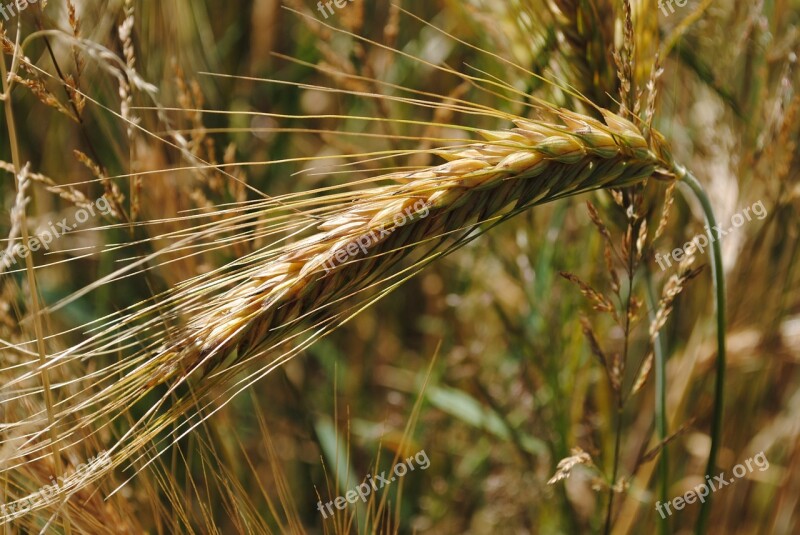 Ear Barley Grain Plant Summer