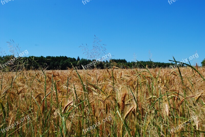 Field Barley Sky Summer Reaping Grain