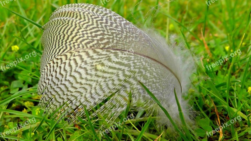 Feather Bird Nature Down Dove