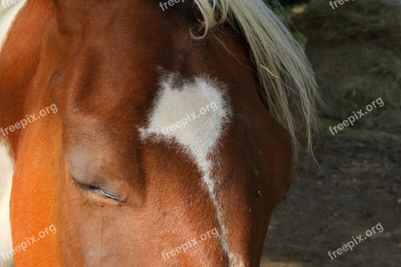 Horse Horse Head Brown Animal Eyes