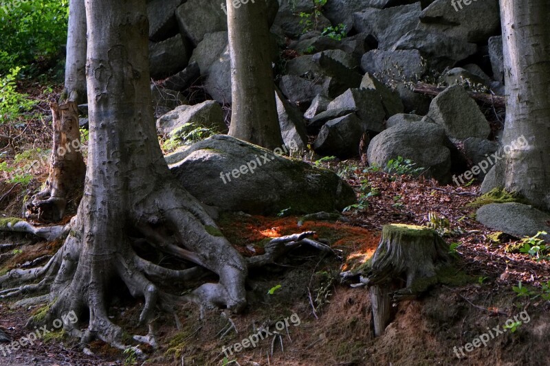 Root Steadfast Tree Log Nature