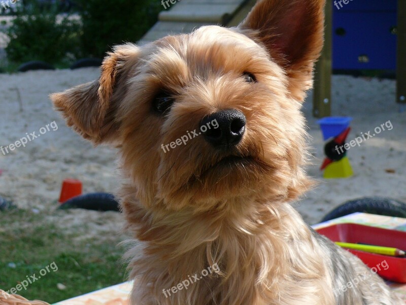 Yorkshire Terrier Dog Pet Small Fur