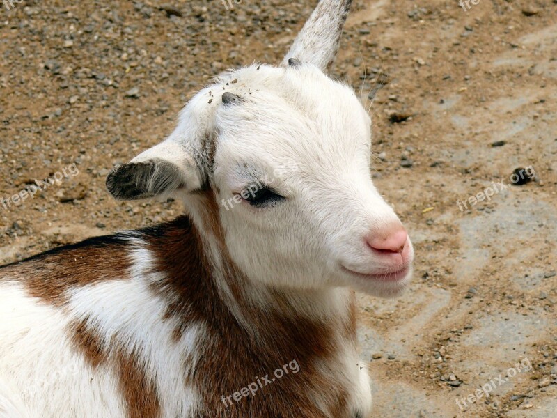 Kid Goat Domestic Goat Livestock Animal