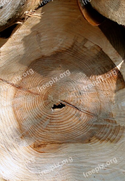 Log Wood Timber Lumber Tree