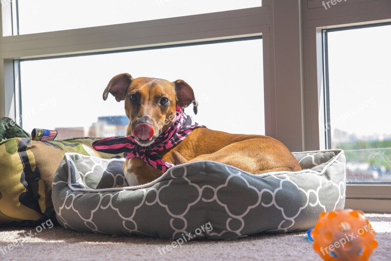 Dog Lick Red Whippet Toy