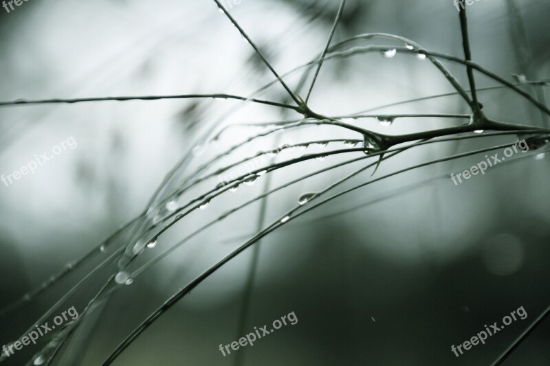 Tree Pine Needles Water Pine Nature