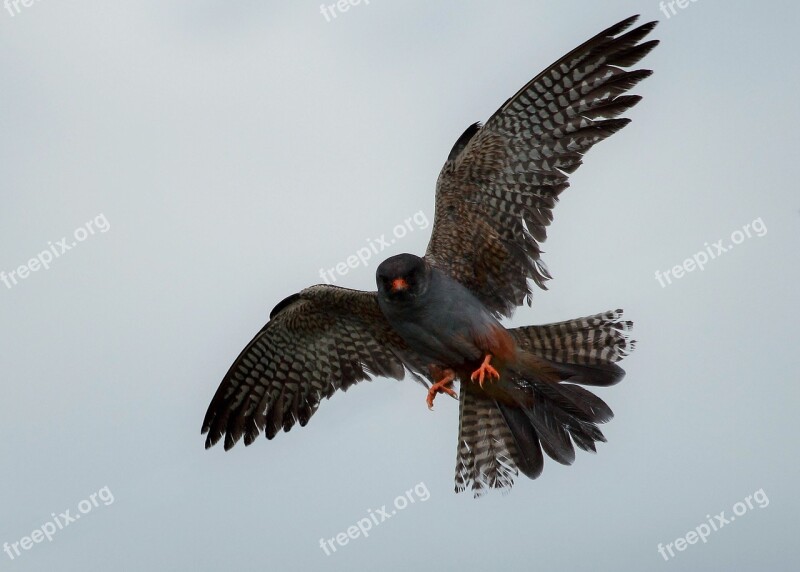 Raptor Wild Red Footed Falcon Feathers Free Photos