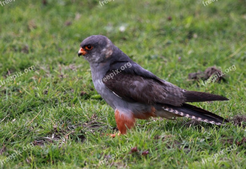 Wild Bird Falcon Red Footed Free Photos