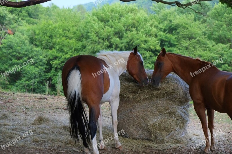 Horse Friendly Affection Together Two Pair