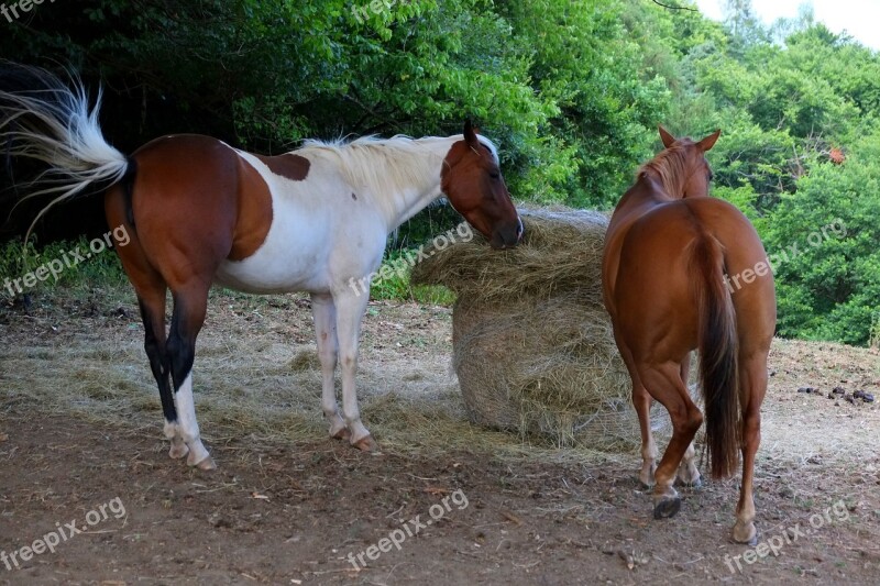 Horses Two Horses Structure Beautiful Harmony