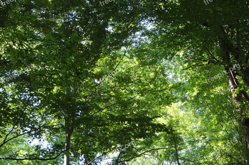 Trees Canopy Aesthetic Nature Forest