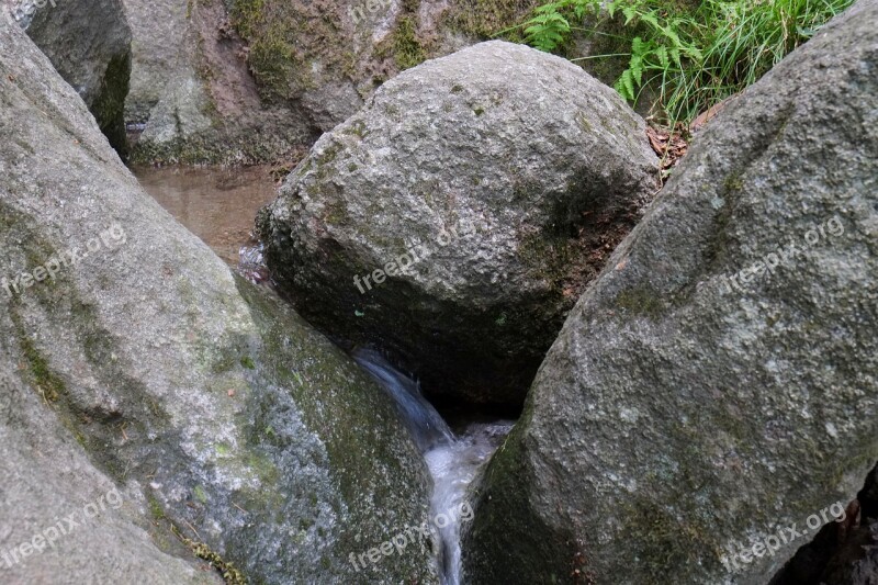 Bach Trickle Nature Forest Watercourse