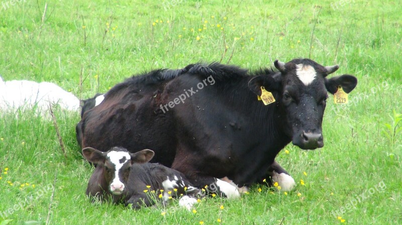 Cattle Meadow Spring Calf Grass