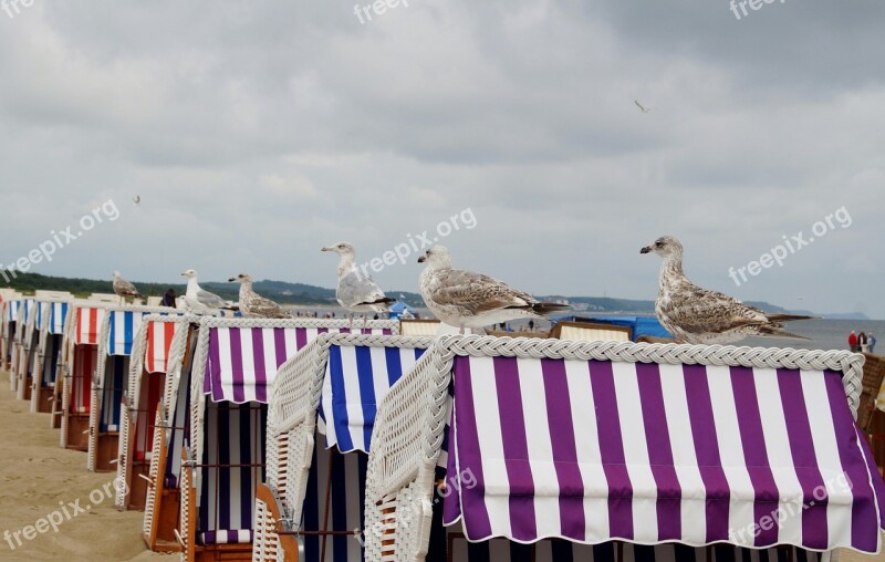 The Seagulls Sea Bird The Baltic Sea Beach Baskets The Seagull