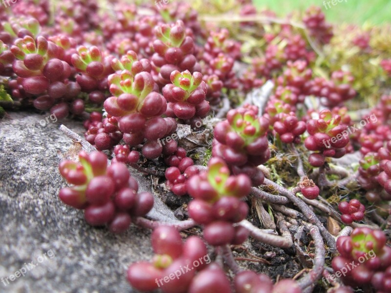 Crassulaceae Sedum Stonecrops Plant Flora