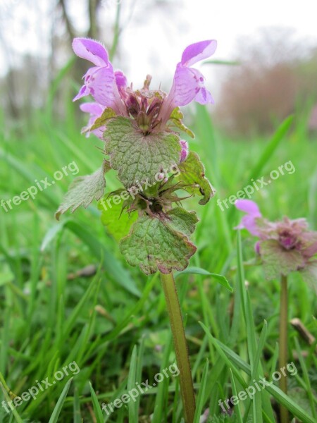 Lamium Purpureum Red Deadnettle Purple Deadnettle Purple Archangel Velikdenche