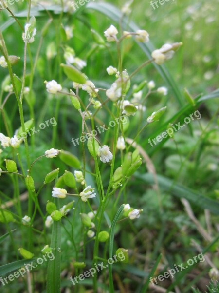 Draba Verna Spring Draba Shadflower Nailwort Common Whitlowgrass