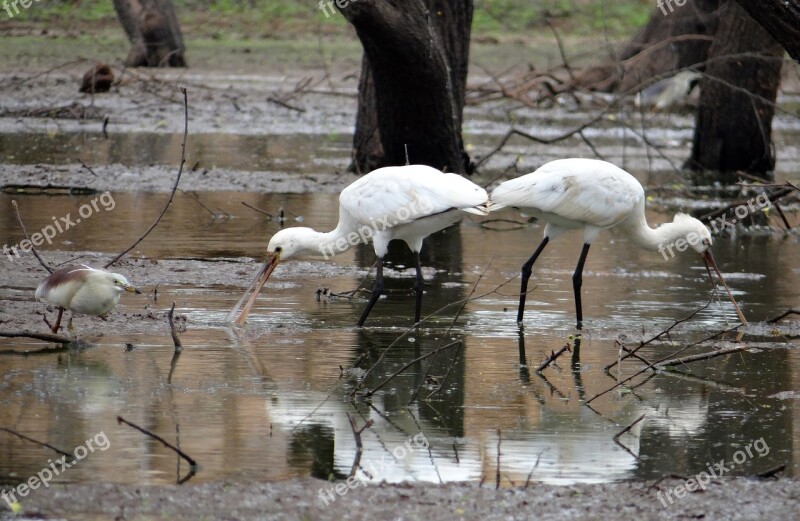 Spoonbill Eurasian Spoonbill Bird Wader Wildlife