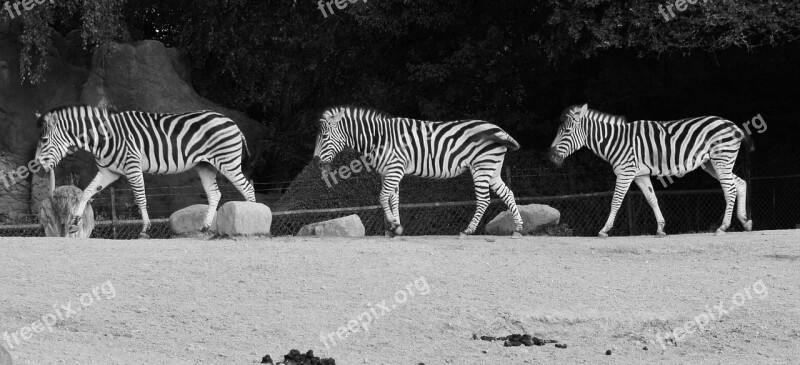 Animals Zebras Black And White Striped Animal World