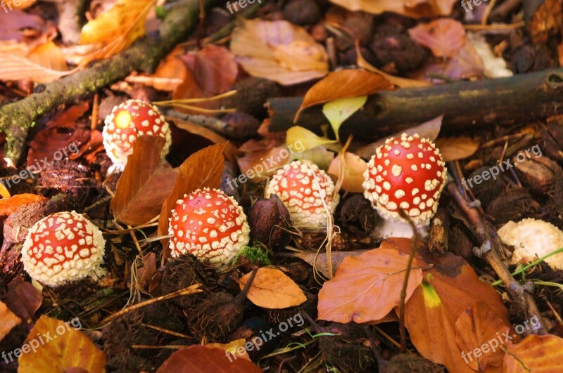 Fly Agaric Forest Toxic Autumn Free Photos