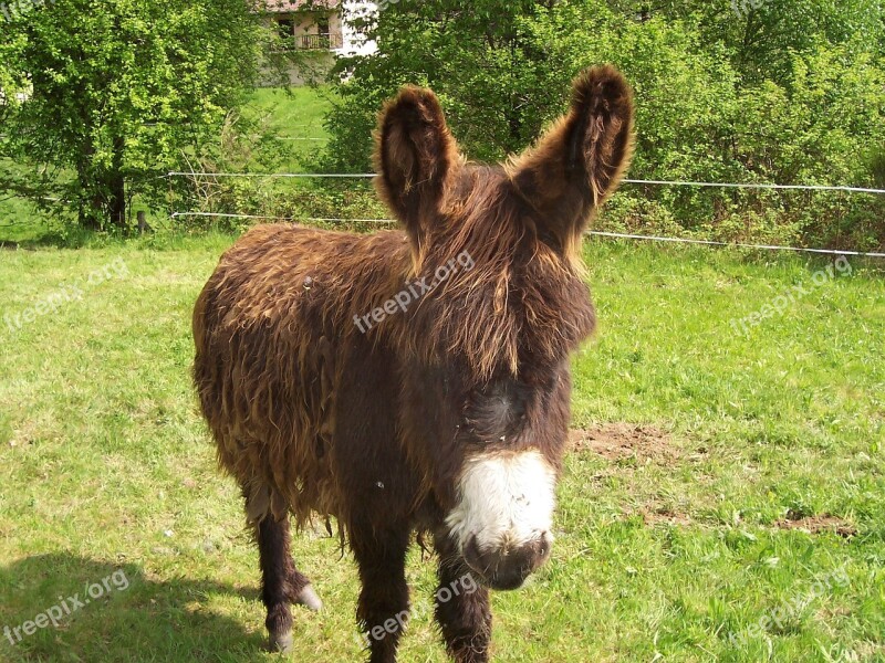 Donkey Ears Animal Equine Long Ears