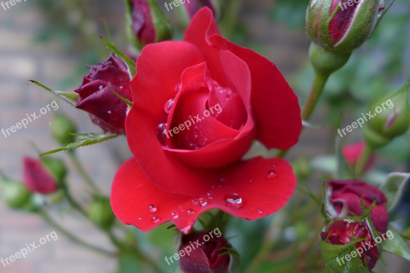 Rose Red Rose Bloom Beaded Dewdrop