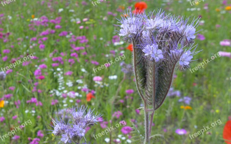 Summer Thistle Flower Meadow Purple Flowers