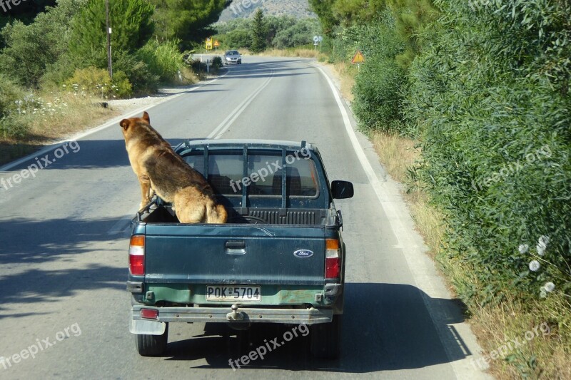 Dog Pick Up Traffic Road Car