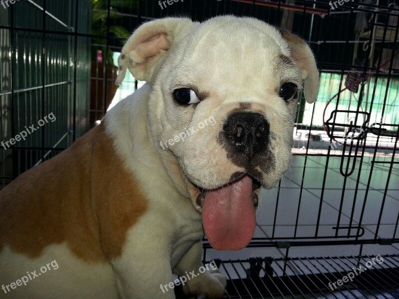 Puppy Tounge Pet Dog Cute