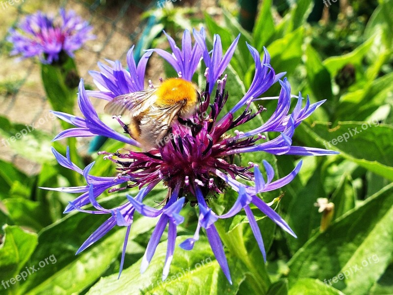 Insect Cornflower Summer Garden Blue