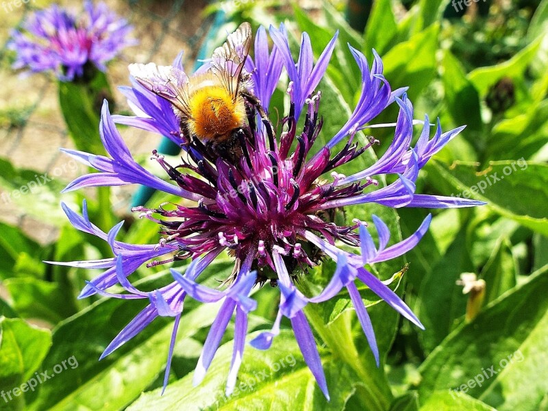 Insect Cornflower Summer Garden Blue