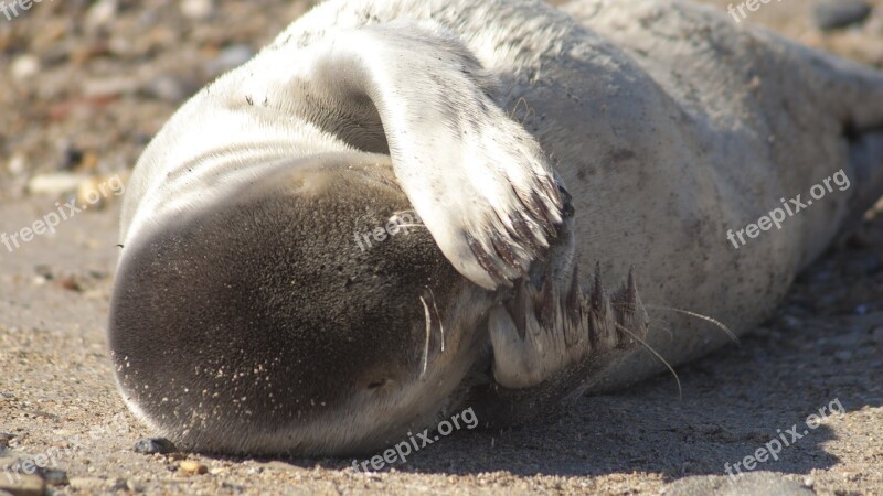 Helgoland Seal Beach Free Photos