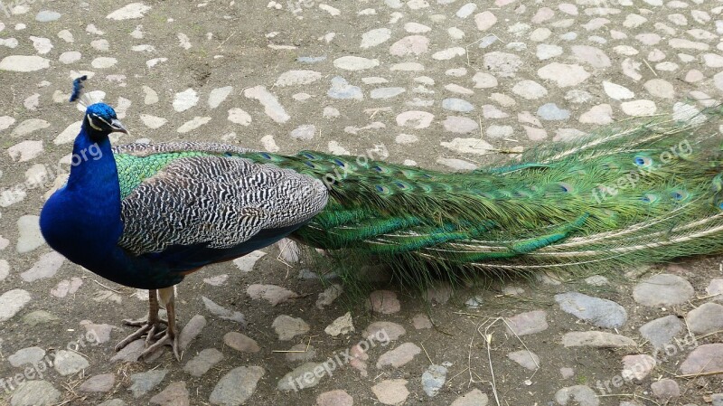 Peacock Nature Bird Feather Color