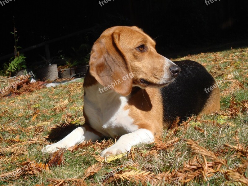 Beagle Dog Pet Canine Animal