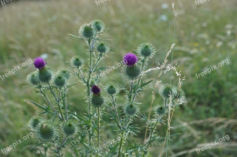 Thistle Flower Purple Wild Nature Thorn