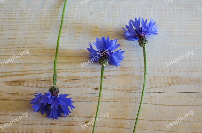 Blue Cornflowers Summer The Sapling Flowers Wildflowers