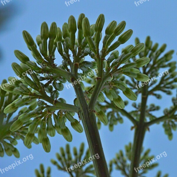 Agave Flower Inflorescence Free Photos