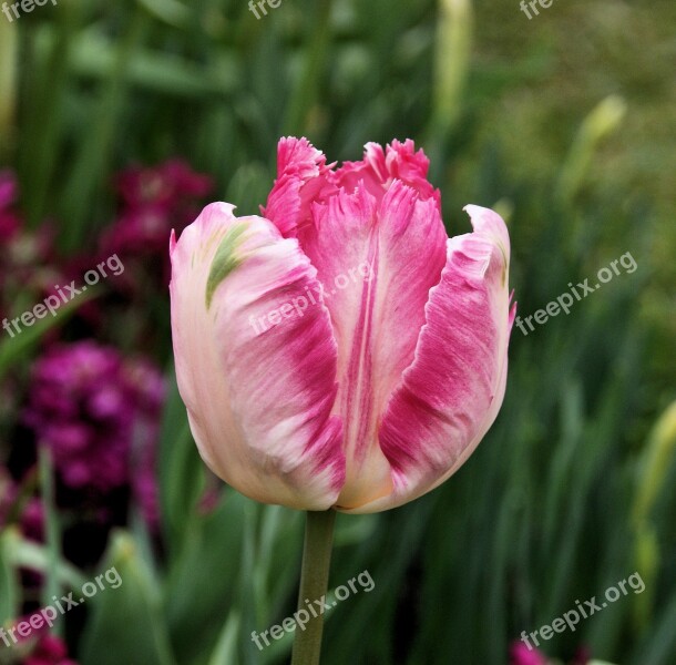 Tulip Parrot Tulip Flower Spring Red