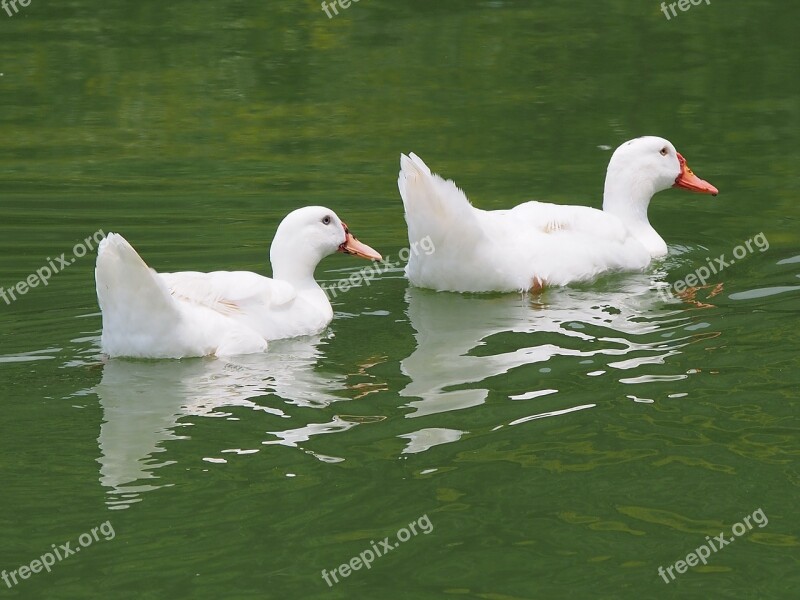 White Beijing Duck Gone With The Free Photos