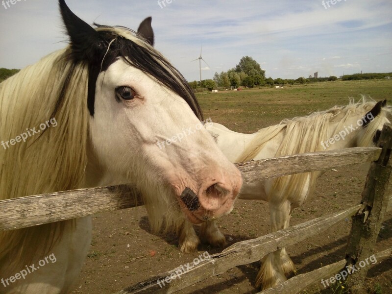 Pets Horses Ranch Stallion Mare