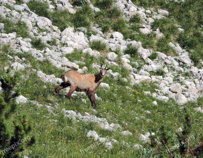 Chamois Mountain Green Nature Animal