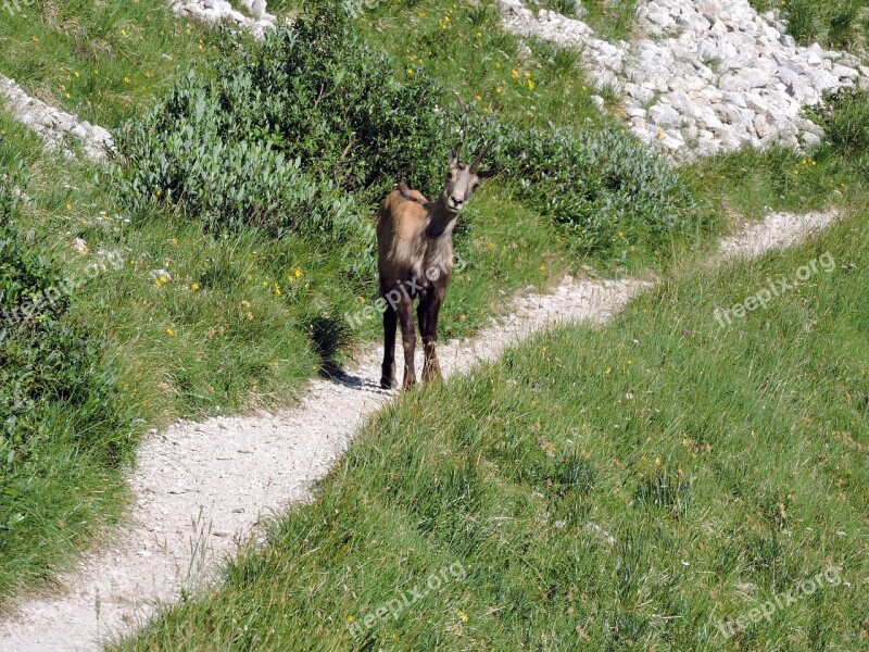 Chamois Mountain Green Nature Animal