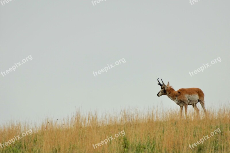 Antelope Landscape Nature Wildlife Natural