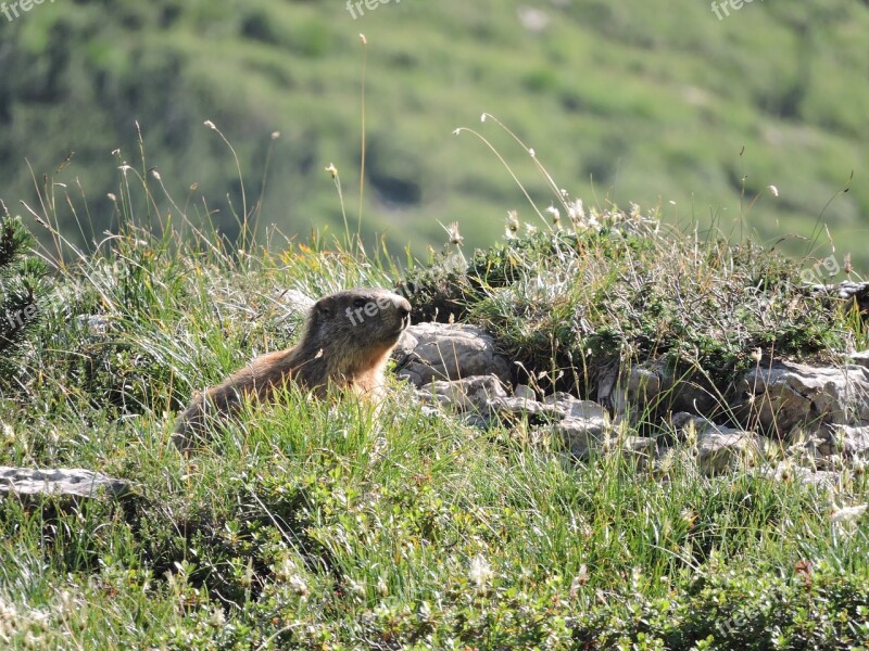 Marmot Mountain Green Nature Animal