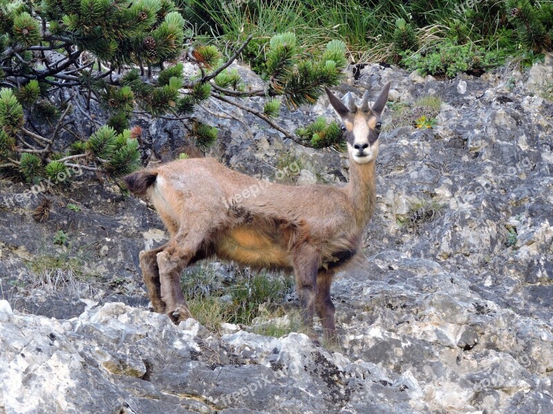 Chamois Mountain Rock Steep Green