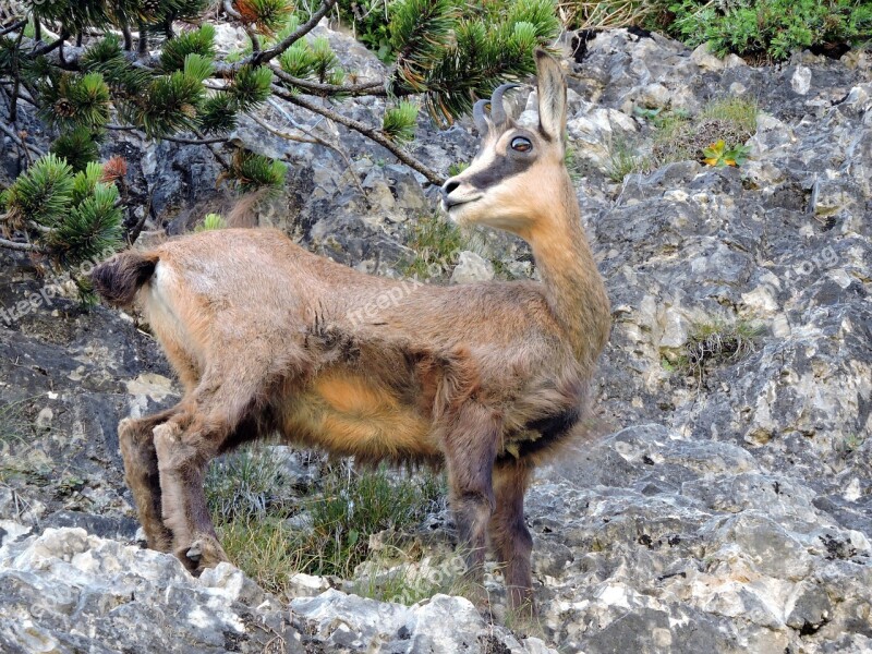 Chamois Mountain Rock Steep Green