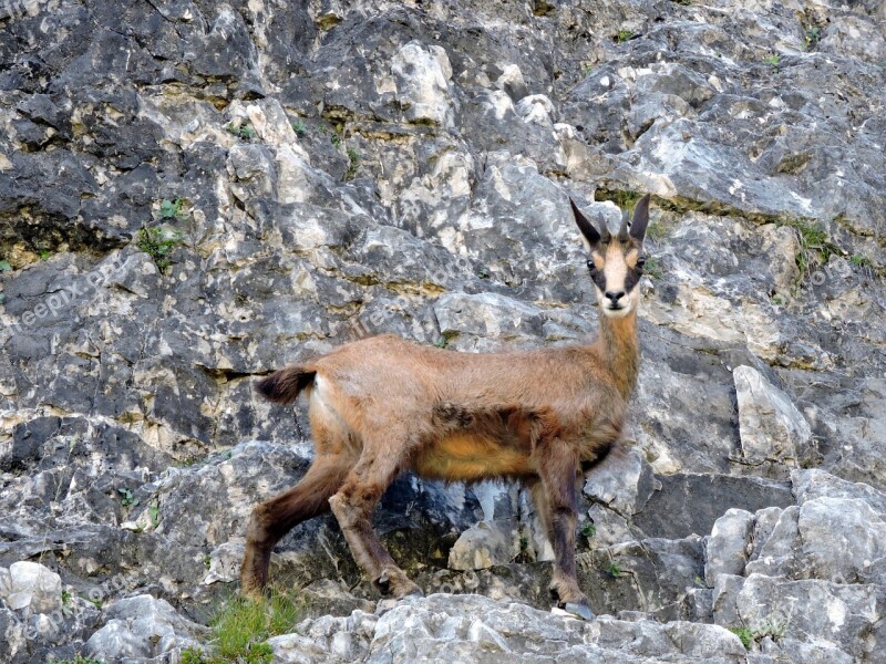 Chamois Mountain Rock Steep Green